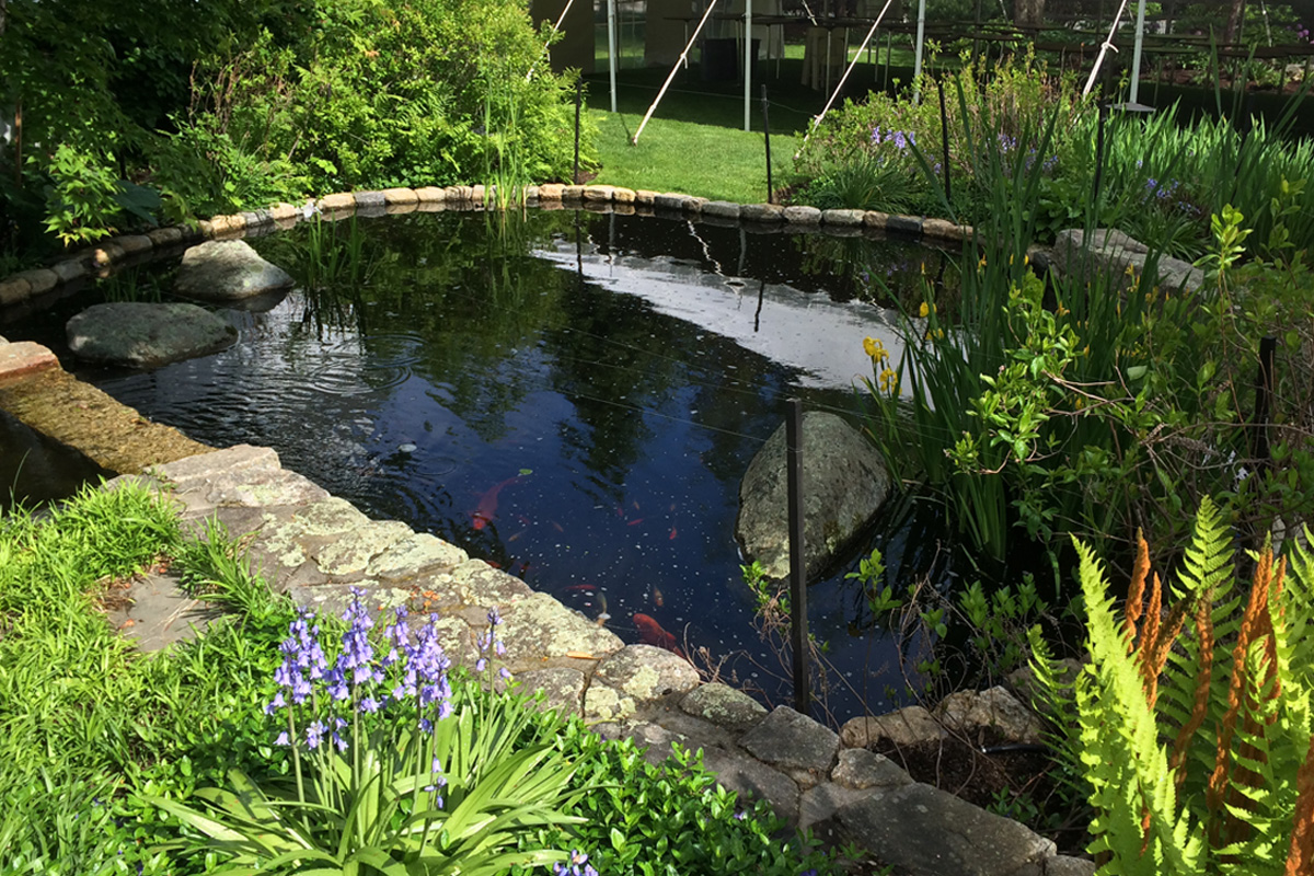 Koi Pond and Flower Beds