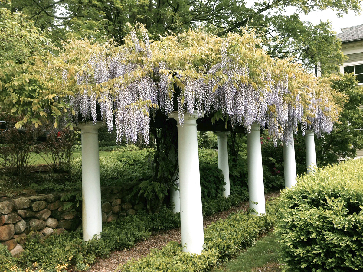 Stone Walls and Pillars with Wisteria
