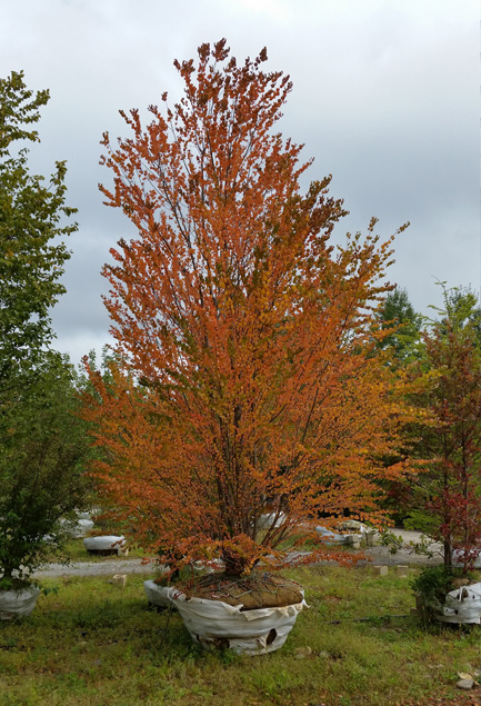Maple Tree